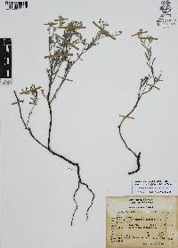 Antiphytum heliotropioides image