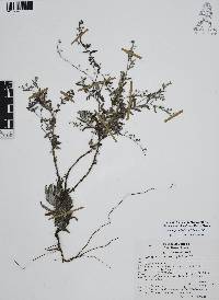 Antiphytum heliotropioides image