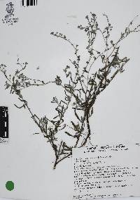 Antiphytum heliotropioides image