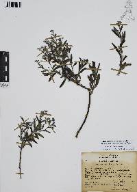 Antiphytum heliotropioides image