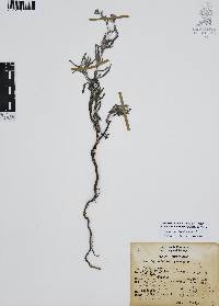 Antiphytum heliotropioides image