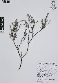 Antiphytum heliotropioides image