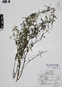 Antiphytum heliotropioides image