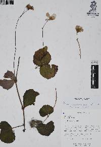 Begonia balmisiana image