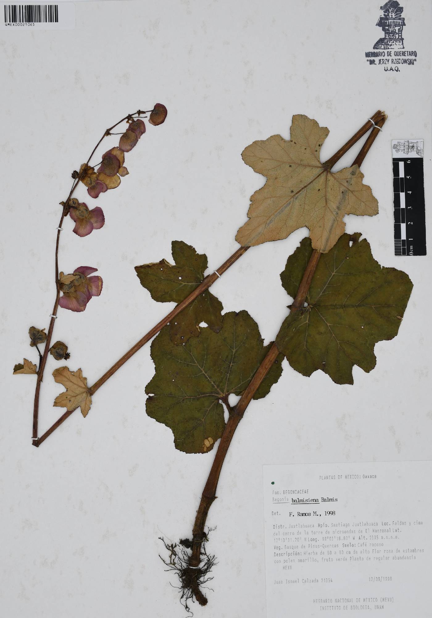 Begonia balmisiana image
