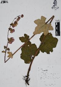 Begonia balmisiana image