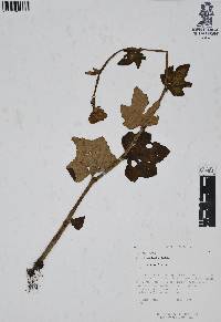 Begonia balmisiana image