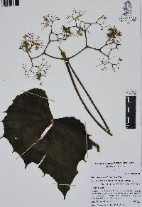 Begonia barkeri image