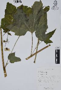 Begonia biserrata image