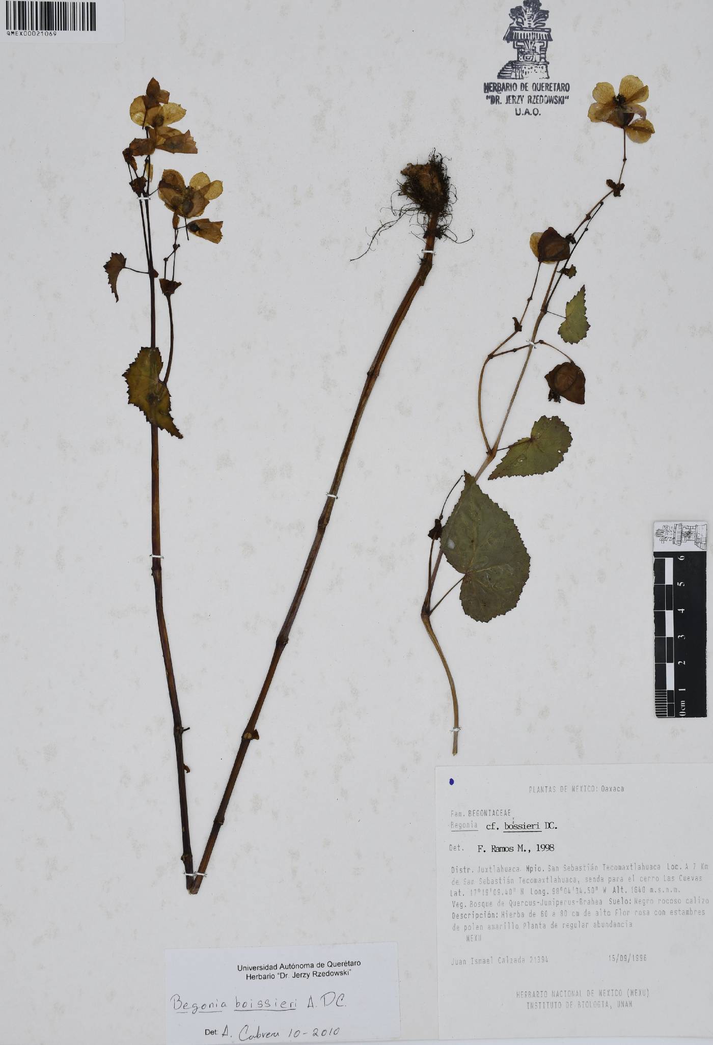 Begonia boissieri image