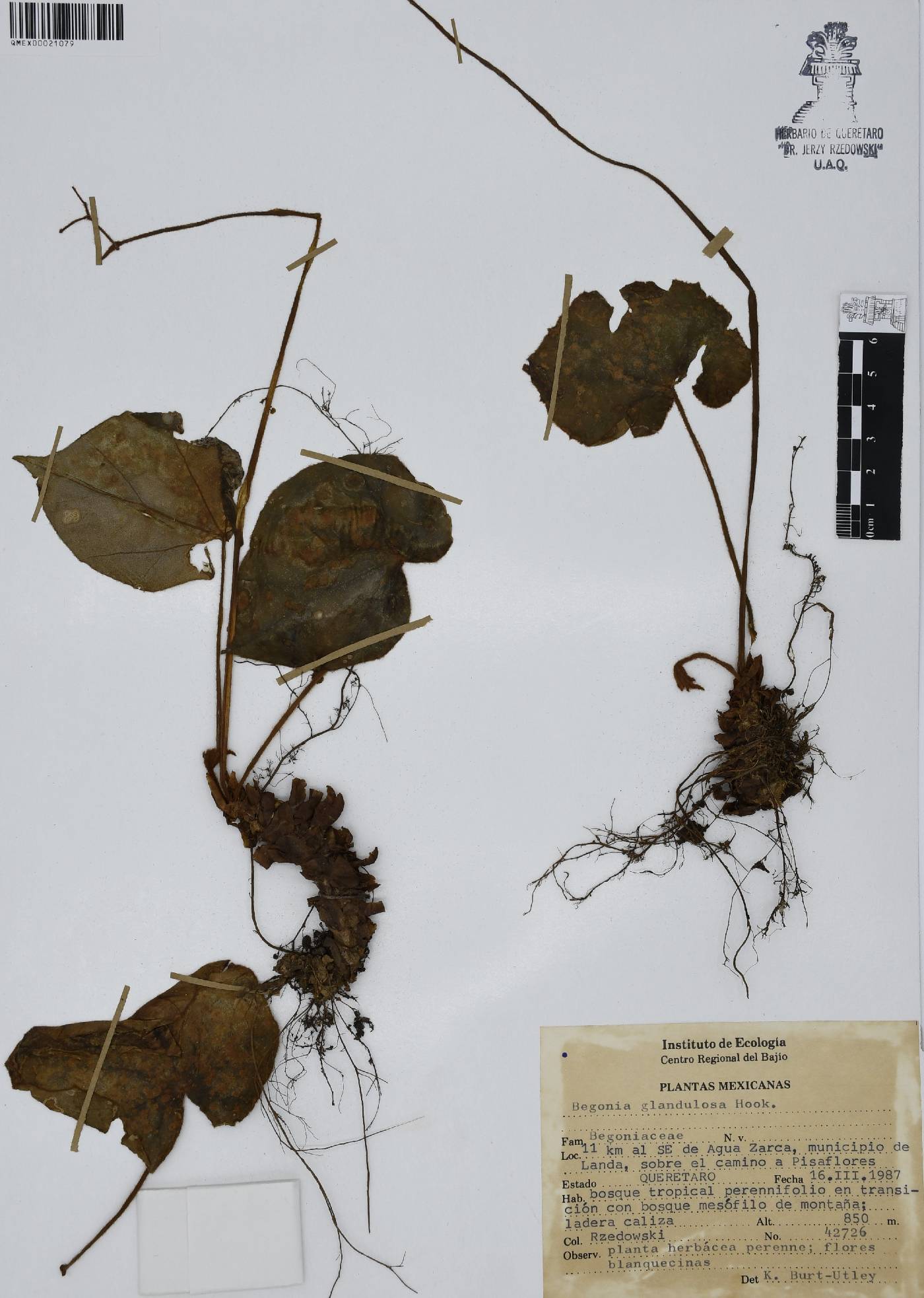 Begonia glandulosa image