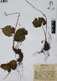 Begonia glandulosa image