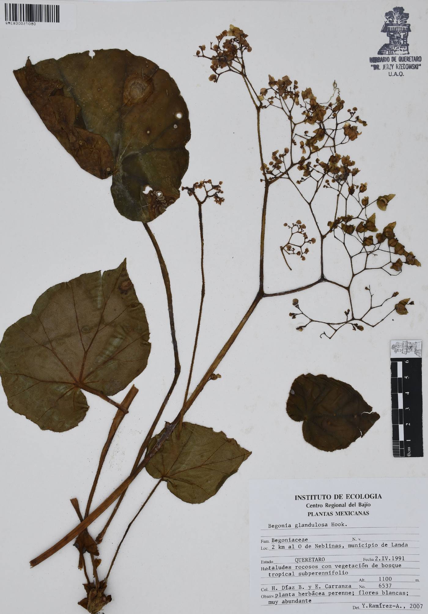 Begonia glandulosa image