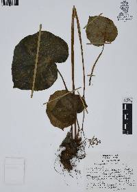 Begonia glandulosa image