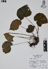 Begonia glandulosa image