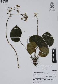 Begonia glandulosa image