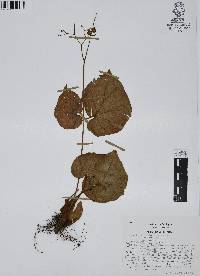 Begonia glandulosa image