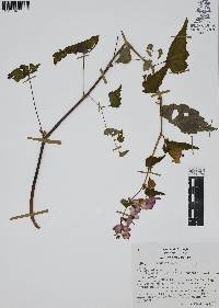 Begonia gracilis image