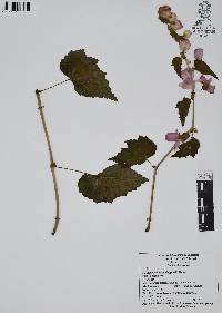 Begonia gracilis image