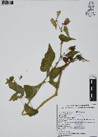 Begonia gracilis image