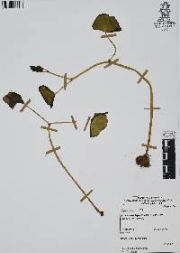 Begonia gracilis image