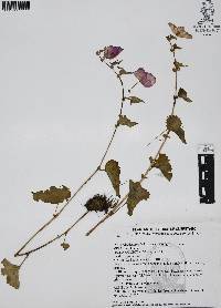 Begonia gracilis image