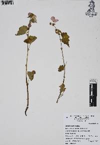 Begonia gracilis image