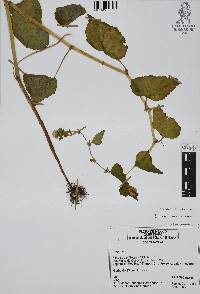 Begonia gracilis image