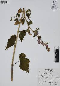 Begonia gracilis image