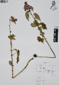 Begonia gracilis image