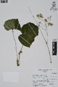 Begonia manicata image