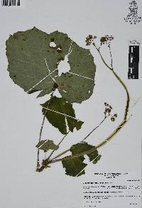 Begonia manicata image