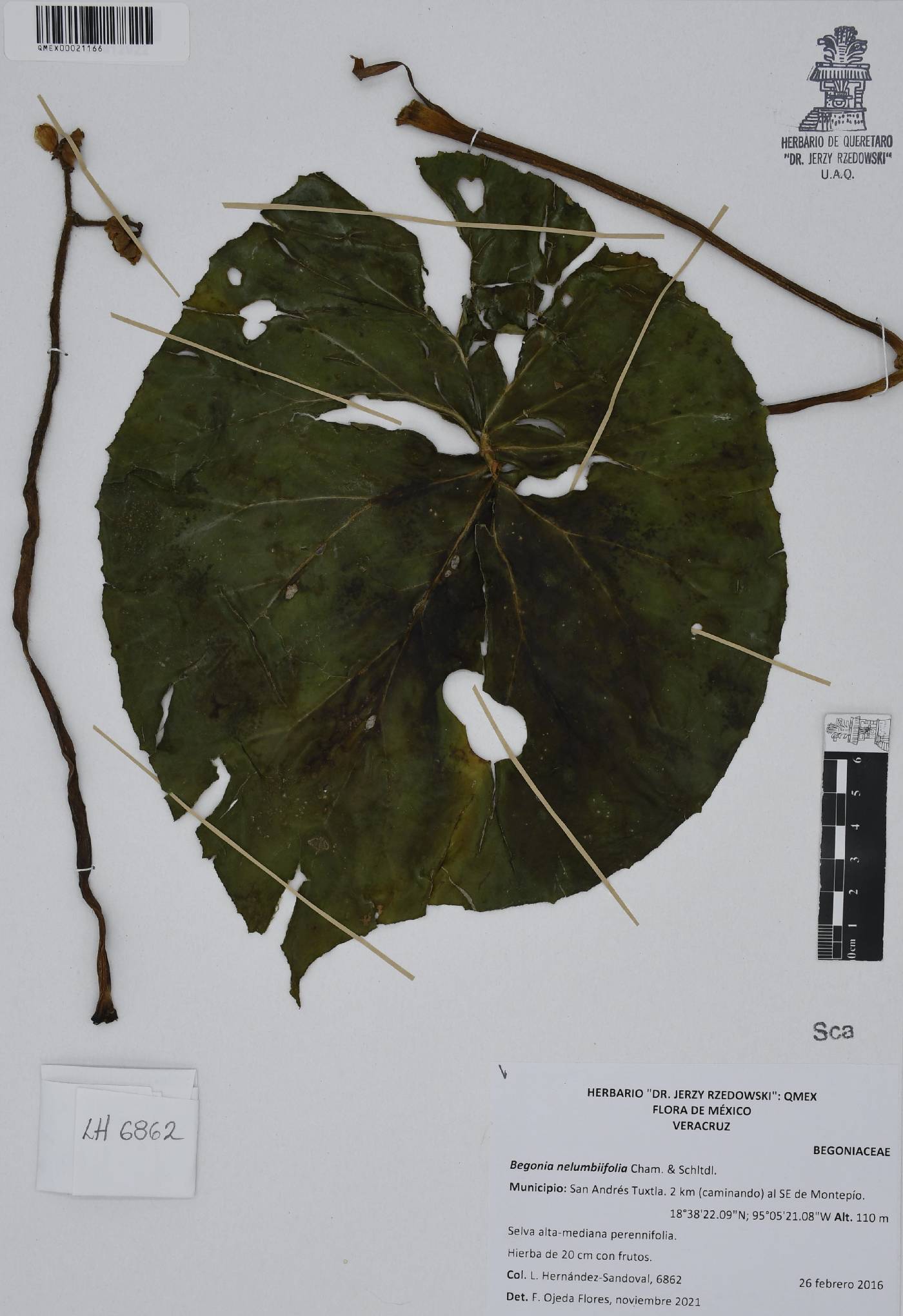 Begonia nelumbiifolia image