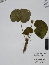 Begonia sericoneura image