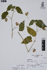 Begonia wallichiana image