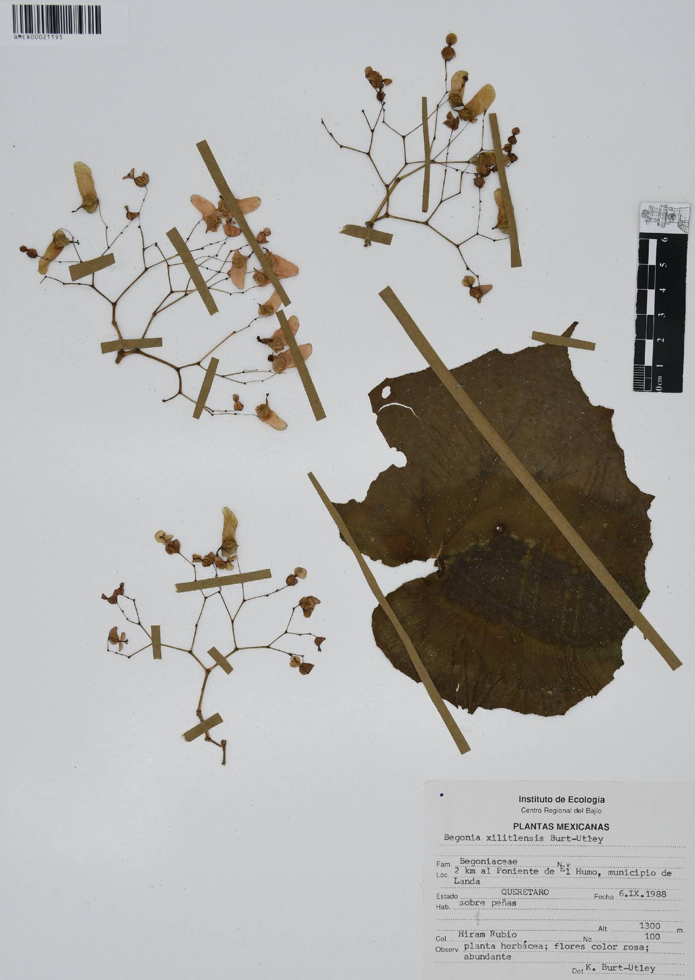 Begonia xilitlensis image
