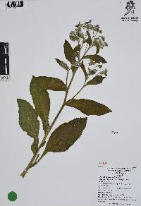 Borago officinalis image