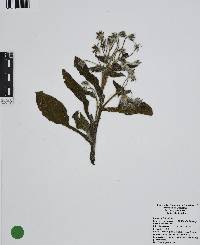 Borago officinalis image