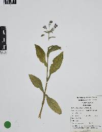 Borago officinalis image