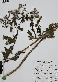 Borago officinalis image