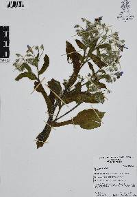 Borago officinalis image