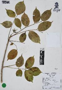 Bursera simaruba image
