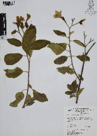 Cordia boissieri image