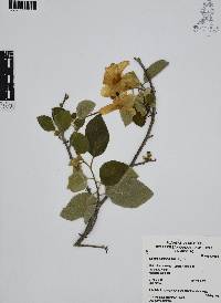 Cordia boissieri image