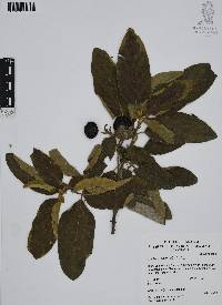 Cordia boissieri image