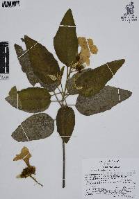 Cordia boissieri image