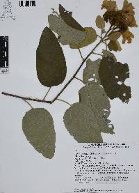 Cordia boissieri image