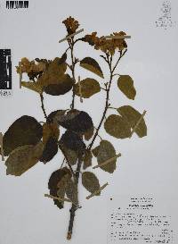 Cordia boissieri image