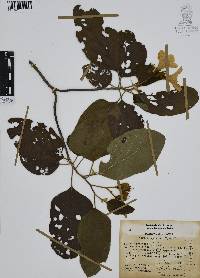 Cordia boissieri image