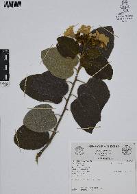 Cordia boissieri image